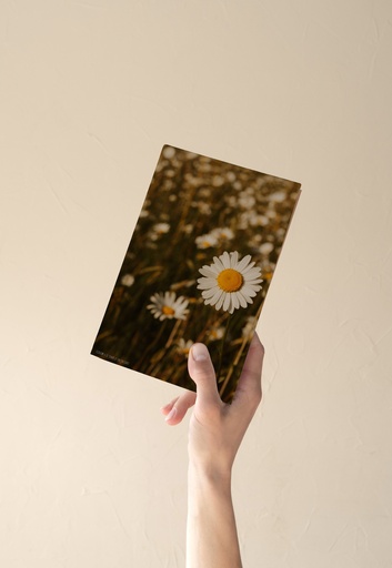 Carte Postale - PAQUERETTE